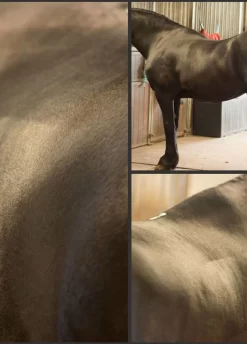 Eqclusive Brush Set For Black/Bays -Equestrian Gear Sales eqclusivebaypackrdy