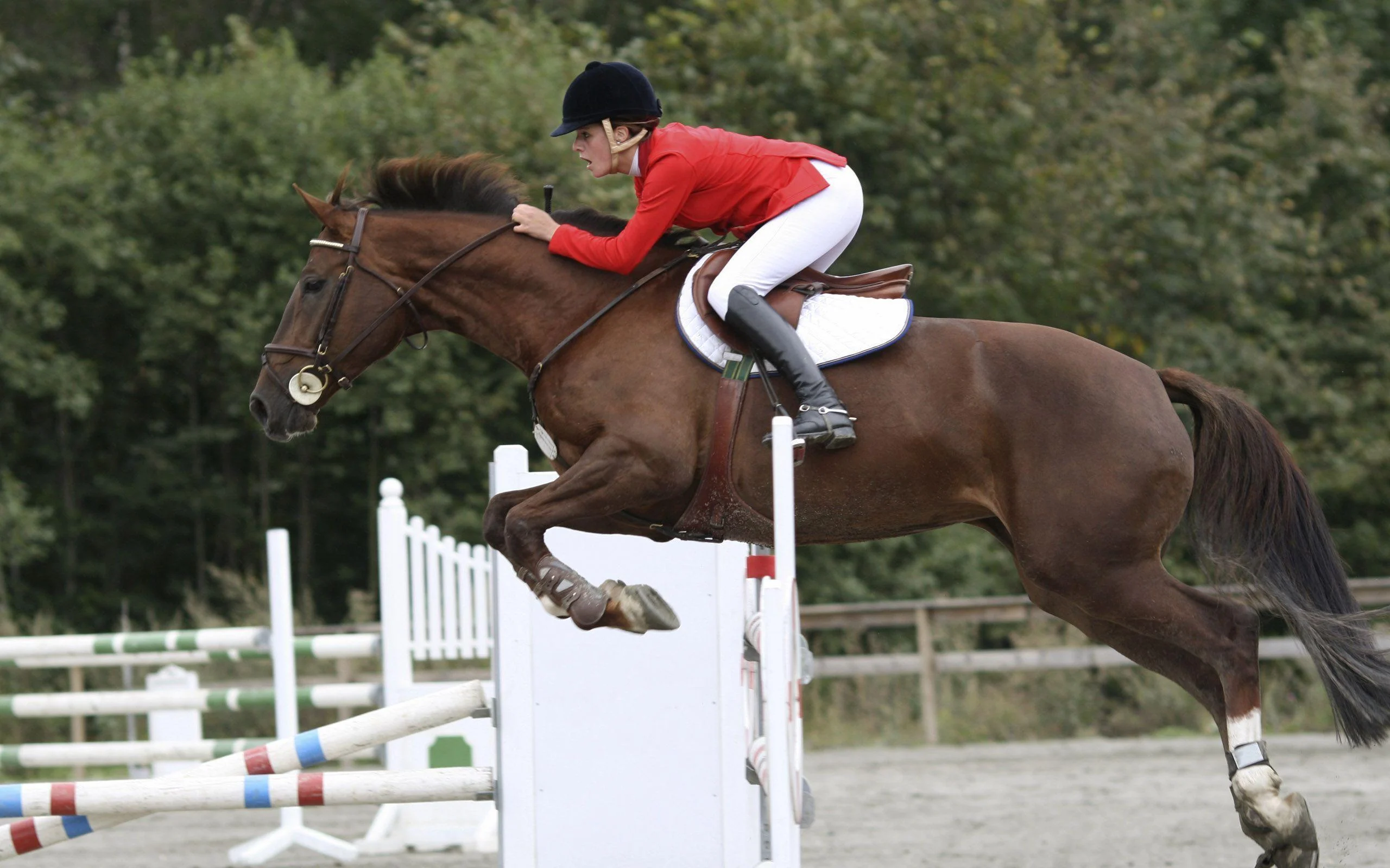 Equestrian Gear Sales -Equestrian Gear Sales h2HylUI