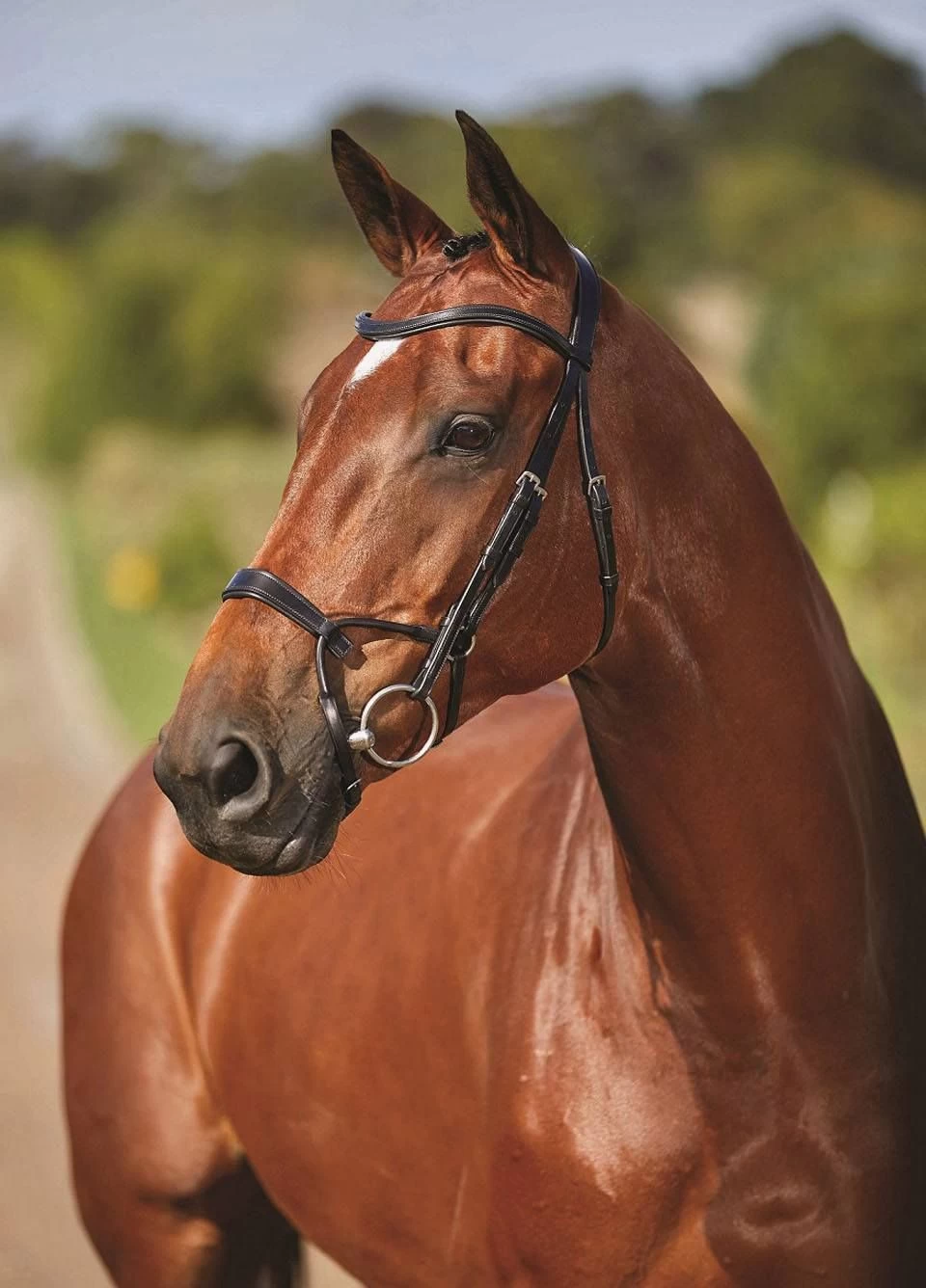 Equestrian Gear Sales -Equestrian Gear Sales trainingbridleblk2rdy